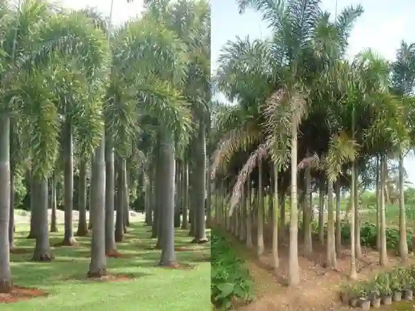 Đối với Cau Đuôi Chồn, việc trồng hoặc đặt cây ở nơi có ánh sáng đầy đủ rất quan trọng.