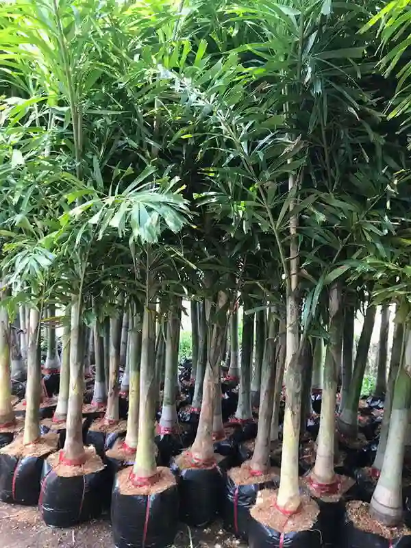 Đối với Cau Đuôi Chồn, việc trồng hoặc đặt cây ở nơi có ánh sáng đầy đủ rất quan trọng.