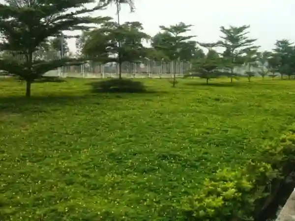 Được trồng làm nền cho các cây lớn.