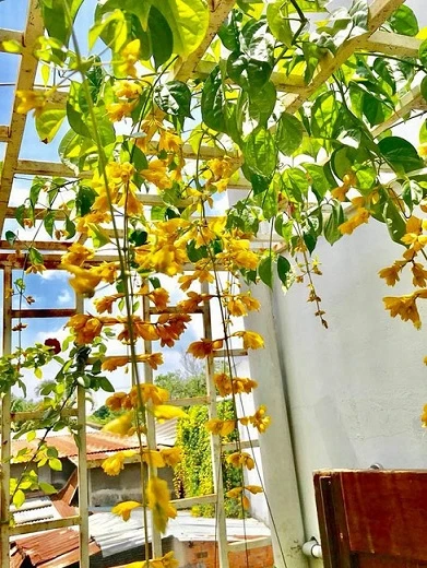 Được trồng phổ biến trên ban công.