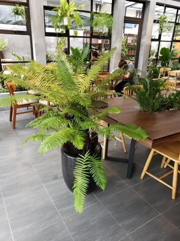 Dương xỉ cổ đại dùng để trang trí