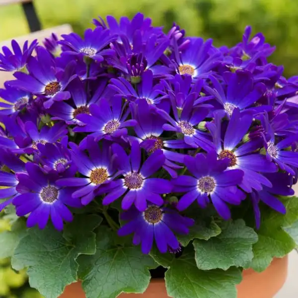 Gặp điều kiện lý tưởng, ánh sáng tốt độ ẩm cao cây sẽ phát triển rất nhanh.