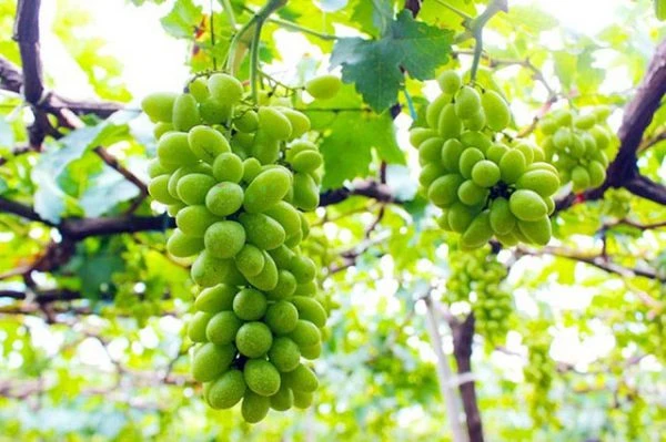 Giống cây nho Ninh Thuận có gì đặc biệt?