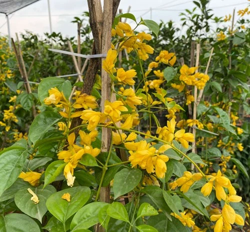 Giống hoa đẹp luôn tự tin về chất lượng sản phẩm.