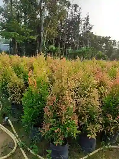 Giữ ẩm cho đất và giữ cho nơi trồng luôn thoáng đãng sạch sẽ.