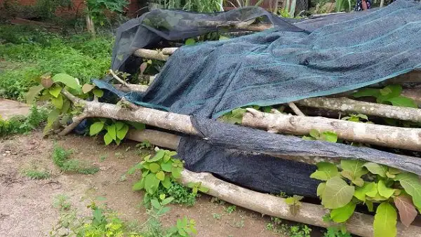 Gỗ cây tếch rất bền và đẹp.