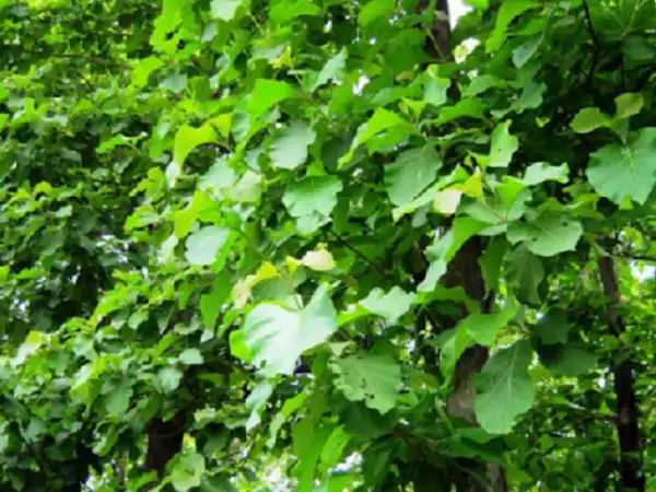 Hình ảnh lá của cây Tếch