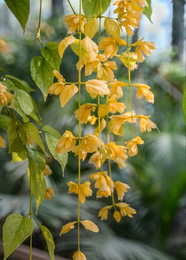 Hoa của cây Lan Hoàng Dương nảy mọc từ nách lá.