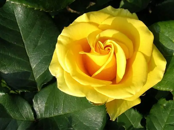 Hoa hồng vàng không chỉ thể hiện tình yêu vĩnh cửu mà còn biểu thị tình bạn chân thành.