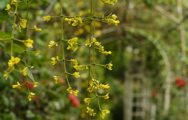 Hoa Lan Hoàng Dương đẹp.