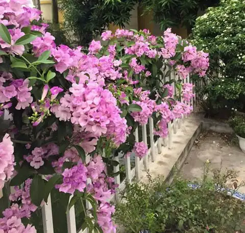 Hoa lan tỏi leo hàng rào
