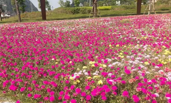 Hoa Mười Giờ được trồng tại những khoảng đất trống.