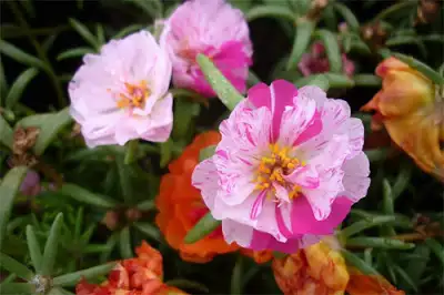 Hoa Mười Giờ nở đơn, thường nằm ở phần đỉnh của cây.