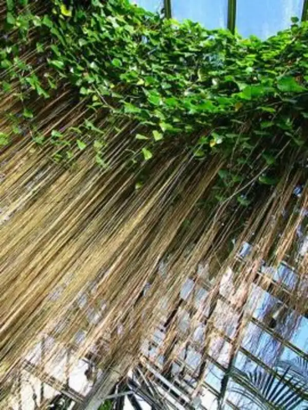 Đặt cây Dây Tóc Tiên là ở nơi có ánh nắng trực tiếp, nơi có đủ ánh sáng mặt trời để cây phát triển mạnh mẽ