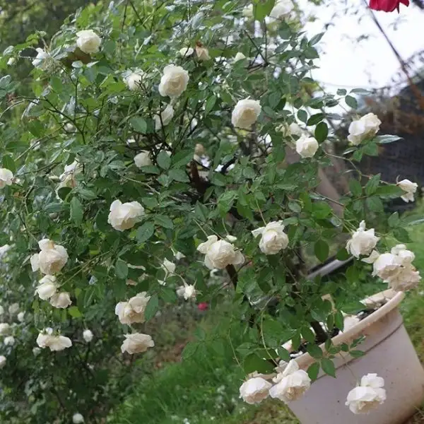 Hồng Bạch Nam Định thuộc nhóm cây hoa bụi thân gỗ