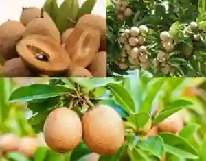 Hồng Xiêm.