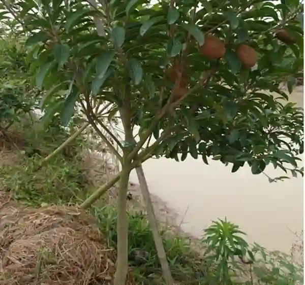 Hồng Xiêm sẽ tăng trường tốt nhất trên những loại đất trồng thịt nhẹ, dễ thoát nước, tơi xốp và giàu chất dinh dưỡng.
