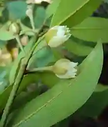 Hồng Xiêm xuất hiện khá nhiều trên những mâm ngũ quả ngày Tết của người dân miền Bắc Việt Nam.