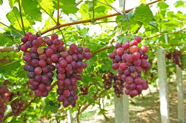 Hướng dẫn trồng nho Ninh Thuận chuẩn