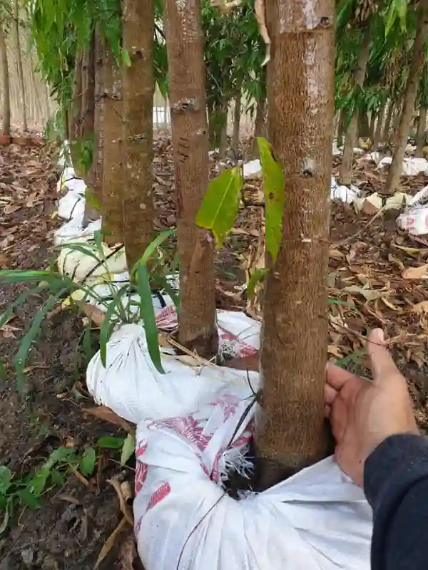 Không nên tưới nhiều nước tránh tình trạng ngập úng