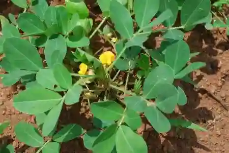 Lá cây mọc đối xứng nhau.