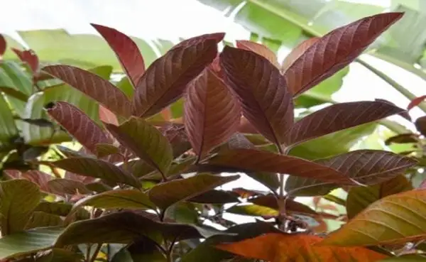 Lá có những đường gân.