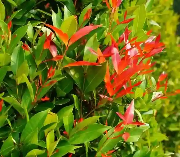 Lá của cây có hình dạng hẹp dài.