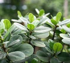 Lá của cây đa nhật