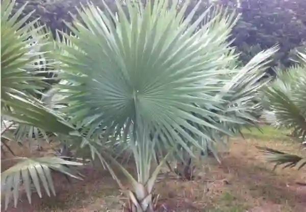 Lá của loại Kè này thường dài và có màu trắng bạc.