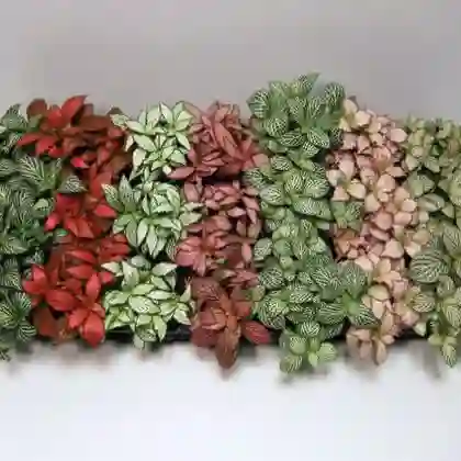 Lá nhỏ, mọc sát nhau