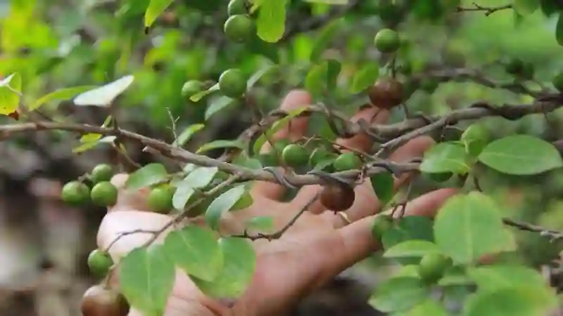 Lá thường mọc xen kẽ, hình dạng trứng thuôn.