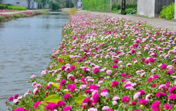 Làm cho môi trường trở nên tươi mới và quyến rũ hơn.