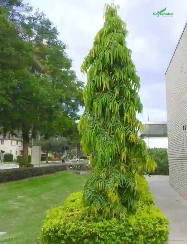 Làm hàng rào che chắn tại các khu công nghiệp, xí nghiệp…