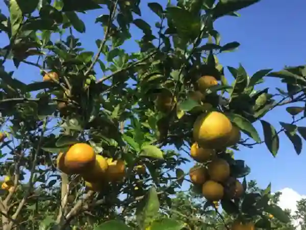 Lợi ích của cam khe mây