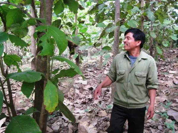 Lợi ích của cây tếch