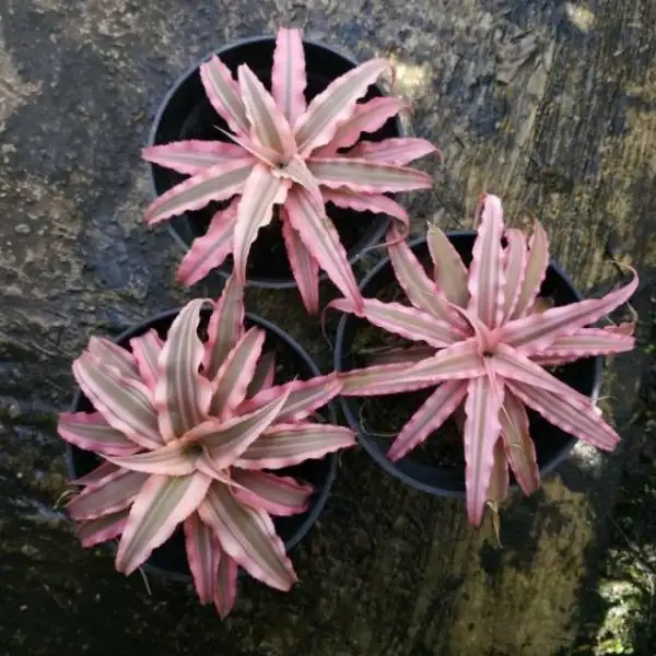 Lưỡi hổ đỏ có một màu sắc nhẹ nhàng nhưng cũng đủ để tô điểm cho không gian.