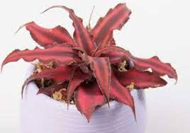 Lưỡi hổ đỏ thường dễ trồng, chăm sóc và phát triển.