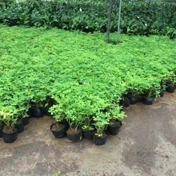 Luôn đảm bảo độ ẩm cho đất để giúp cây phát triển nhanh chóng.