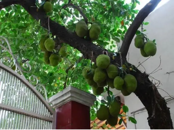 Lưu ý: không nên trồng cây mít trước nhà vì sẽ thu hút tà khí.