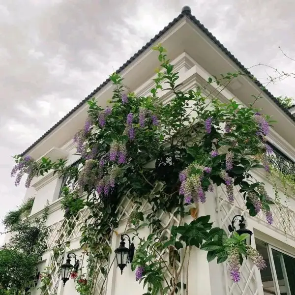 Mai xanh thái leo giàn