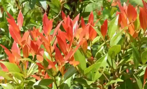 Mang lại sự thịnh vượng và may mắn.