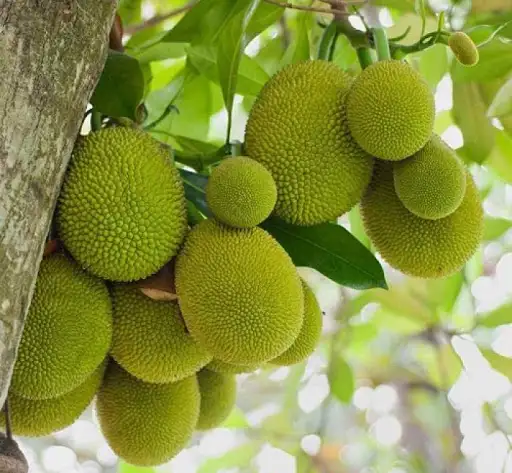 Mít còn có giá trị kinh tế cao cho người nông dân.