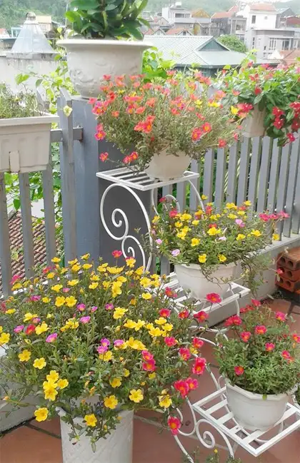 Một số địa phương cây hoa Mười Giờ được sử dụng như một loại thực phẩm.