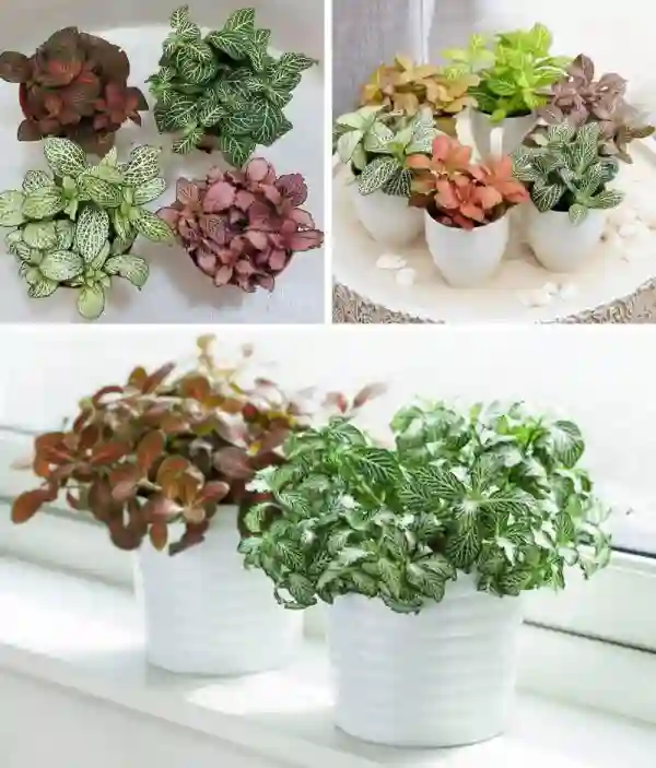 Một số vị trí để cây cẩm nhung phù hợp