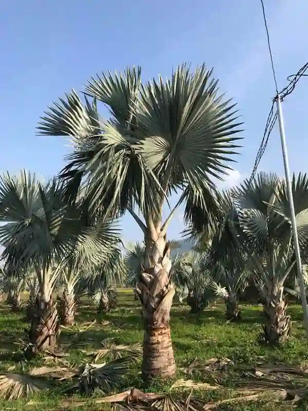 Nên cắt tỉa thường xuyên.