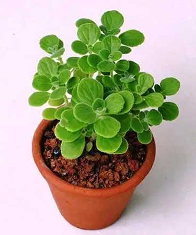 Nên chọn đất có nhiều mùn cho cây nhất mạt hương