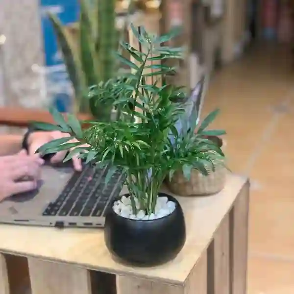 Nên đặt cây cau vàng ở đâu?