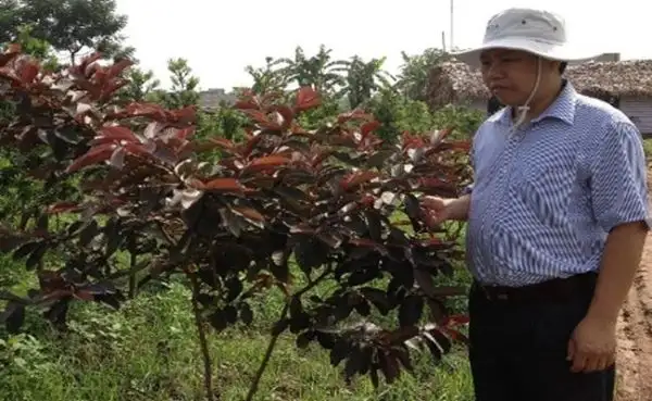 Nên phòng ngừa sâu bệnh.