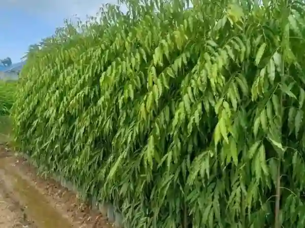 Nên tìm đến nơi uy tín để chọn được những sản phẩm tốt nhất.