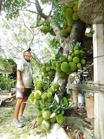 Ngoài ra, việc tỉa cành và tạo tán cho cây cũng quan trọng.